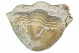 Bargain, Enrolled Illaenus Trilobite Fossil - Russia #363272-1